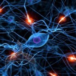 The average human brain contains 100 billion neurons. To put that in perspective, each neuron is 10 microns long – put end to end the neurons in a single human brain would stretch about 600 miles.