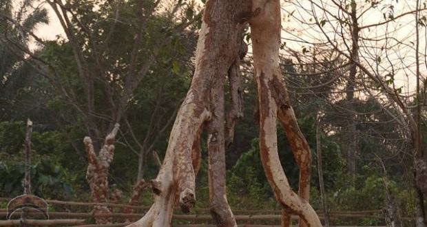 imodoye