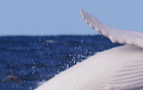 Albino Whale