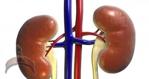 Healthy Kidney