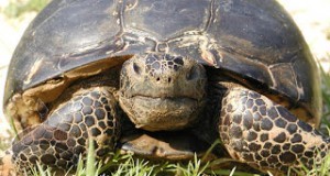 adult gopher tortoise