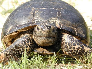 adult gopher tortoise