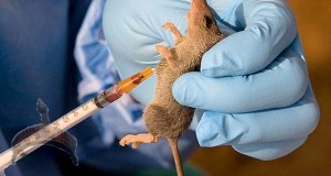 lassa fever