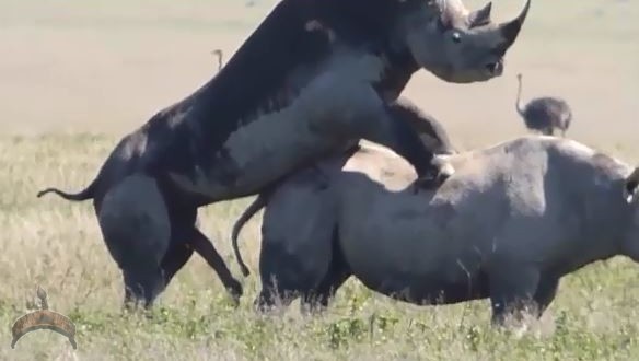 OMG!! Watch video of this animal mating (18+++) - Ọmọ Oòduà