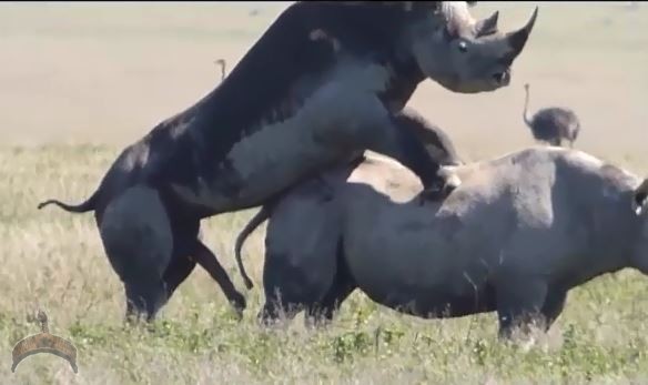 OMG!! Watch video of this animal mating (18+++) - Ọmọ Oòduà