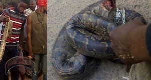 big python killed in ijebu ode