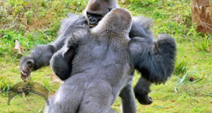 gorrilla