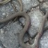 snakes killed