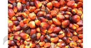 palm kernel in yoruba