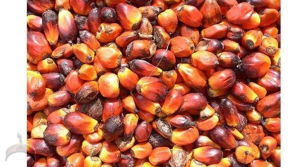 palm kernel in yoruba