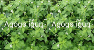 ogbeyonu - agogo igun