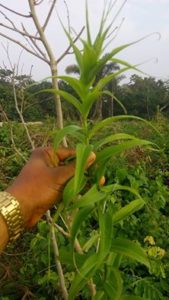 akalamago