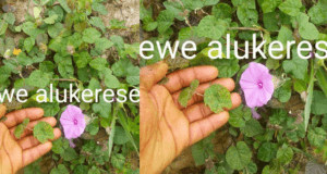 ewe alukerese