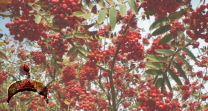 fruite of the poisoneous tree