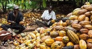 Cocoa farmer