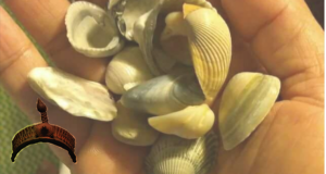 cowries