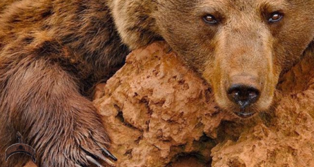 When dealing with a bear, hubris is suicidal