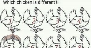 chicken