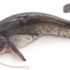 castfish