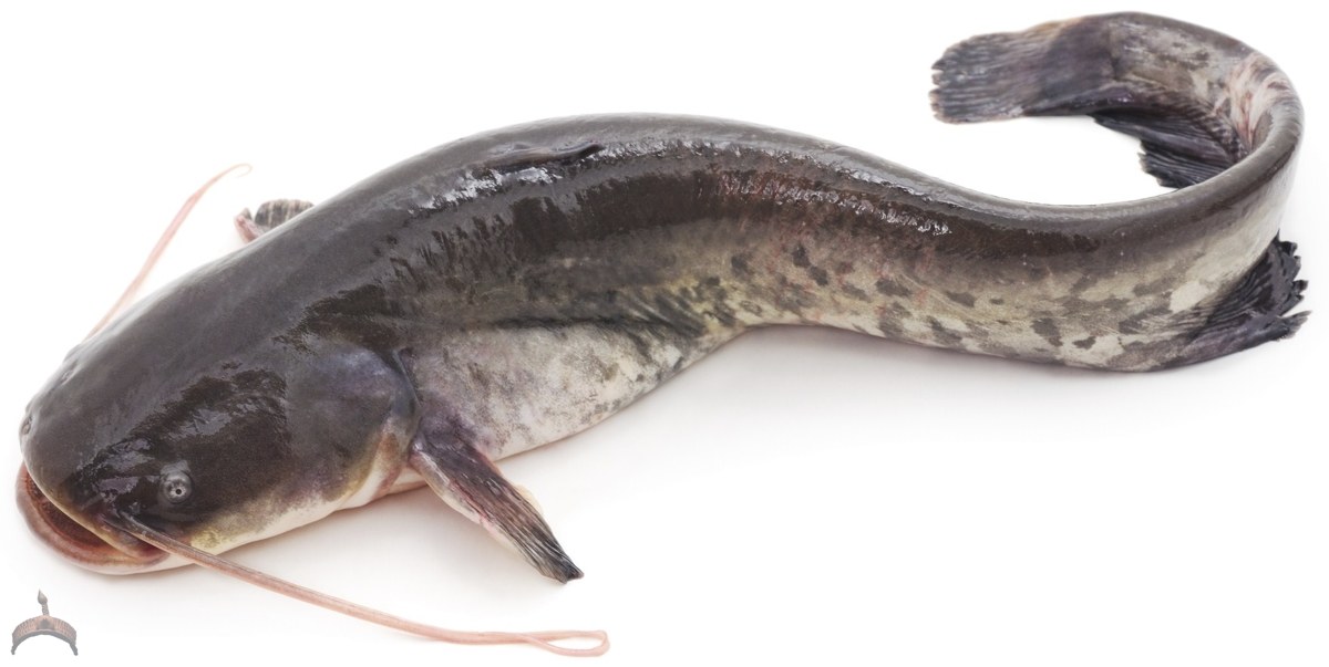 castfish
