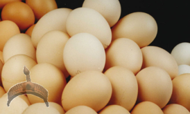eggs Agriculture ooduarere.com