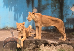 Nigerian lions kept in Port Harcourt zoo.