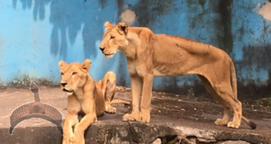 Nigerian lions kept in Port Harcourt zoo.