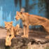 Nigerian lions kept in Port Harcourt zoo.