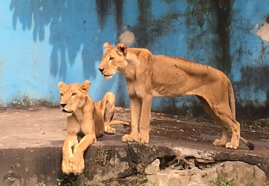 Nigerian lions kept in Port Harcourt zoo. 