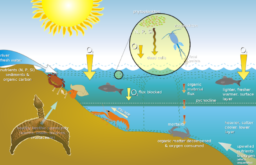 Water Management in Fish Farming