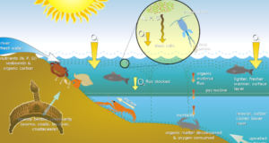 Water Management in Fish Farming