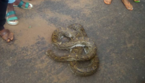 snake