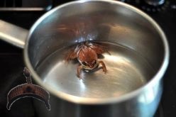 what killed this frog