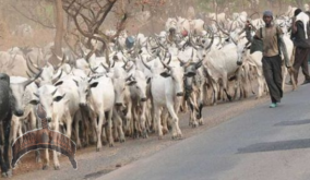 Suspected Fulani Herdsmen Storm Akoko Palace, Threaten To Kill Monarch