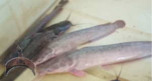 Color Changes In African Catfish