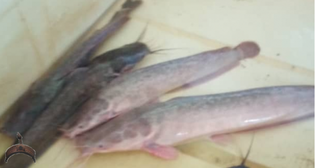 Color Changes In African Catfish