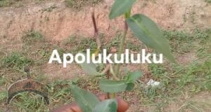 apolukuluku