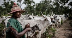 ruga