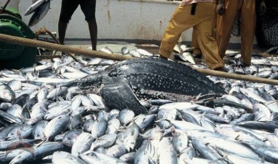 Fish farmers in Nigeria