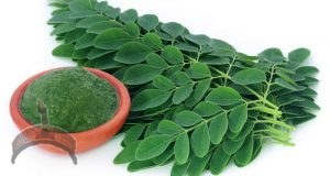 Moringa leaves