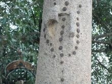 Oranmiyan