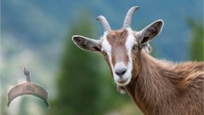 goat