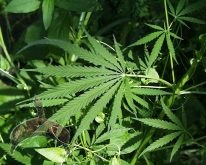 india Hemp