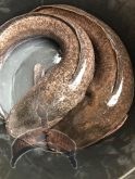 Clarias catfish