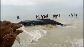 Whale found in sierra Leone
