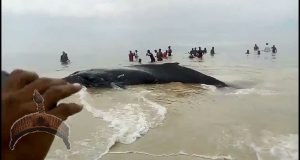 Whale found in sierra Leone