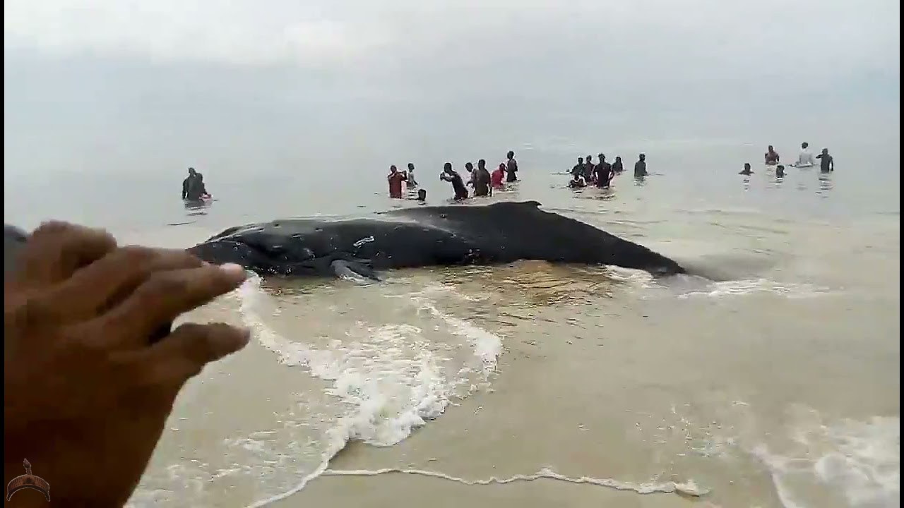 Whale found in sierra Leone