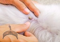 tick suck blood on dog back royalty free image