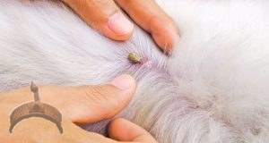 tick suck blood on dog back royalty free image