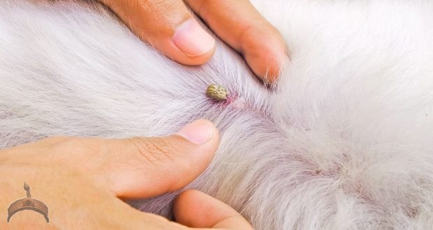tick suck blood on dog back royalty free image